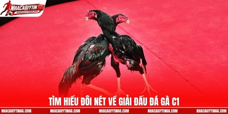 Tìm hiểu đôi nét về giải đấu đá gà C1